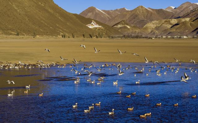 (251123) -- LHUNZHUB, Nov. 23, 2025 (Xinhua) -- An aerial drone photo taken on Nov. 23, 2025 shows migratory birds in Lhunzhub County of Lhasa, southwest China's Xizang Autonomous Region. (Xinhua/Jiang Fan)