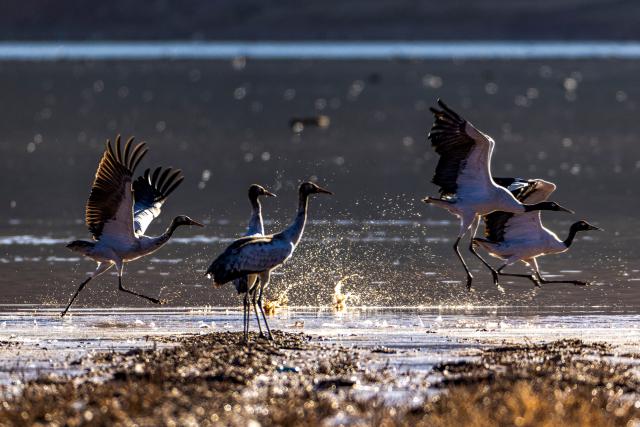(251123) -- LHUNZHUB, Nov. 23, 2025 (Xinhua) -- This photo taken on Nov. 23, 2025 shows migratory birds in Lhunzhub County of Lhasa, southwest China's Xizang Autonomous Region. (Xinhua/Jiang Fan)