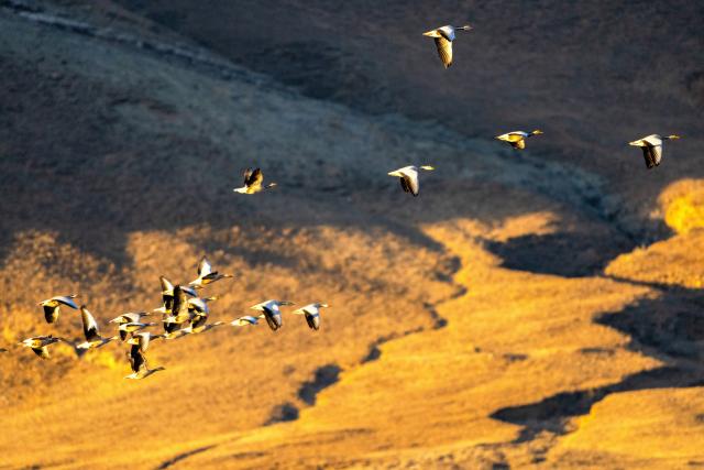 (251123) -- LHUNZHUB, Nov. 23, 2025 (Xinhua) -- This photo taken on Nov. 23, 2025 shows migratory birds in Lhunzhub County of Lhasa, southwest China's Xizang Autonomous Region. (Xinhua/Li Jian)