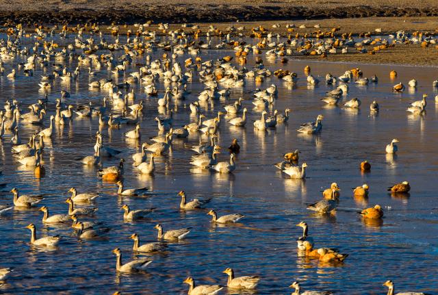 (251123) -- LHUNZHUB, Nov. 23, 2025 (Xinhua) -- An aerial drone photo taken on Nov. 23, 2025 shows migratory birds in Lhunzhub County of Lhasa, southwest China's Xizang Autonomous Region. (Xinhua/Jiang Fan)