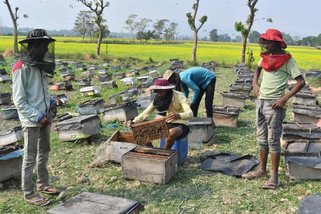 (251124) -- ASSAM, Nov. 24, 2025 (Xinhua) -- Beekeepers examine honeycombs from a beehive at a honeybee farm in Mayong village in Morigaon district of India's northeastern state of Assam, Nov. 23, 2025. (Str/Xinhua)