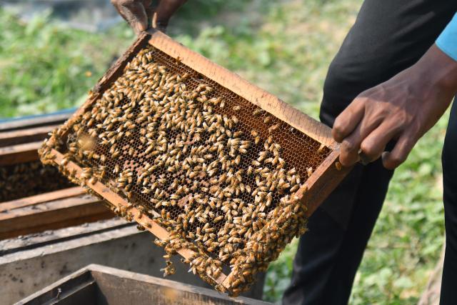 (251124) -- ASSAM, Nov. 24, 2025 (Xinhua) -- A beekeeper examines a honeycomb from a beehive at a honeybee farm in Mayong village in Morigaon district of India's northeastern state of Assam, Nov. 23, 2025. (Str/Xinhua)