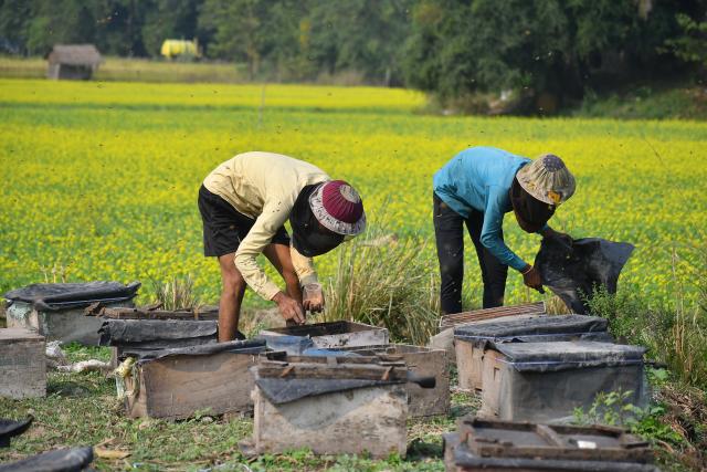 (251124) -- ASSAM, Nov. 24, 2025 (Xinhua) -- Beekeepers examine honeycombs from a beehive at a honeybee farm in Mayong village in Morigaon district of India's northeastern state of Assam, Nov. 23, 2025. (Str/Xinhua)