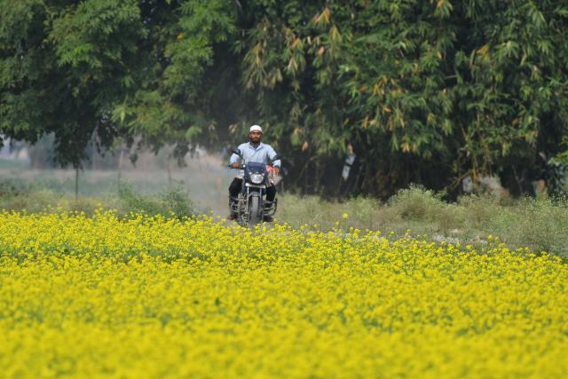 (251124) -- ASSAM, Nov. 24, 2025 (Xinhua) -- A man rides his motorcycle through a blooming mustard field at Mayong village in Morigaon district of India's northeastern state of Assam, Nov. 23, 2025. (Str/Xinhua)