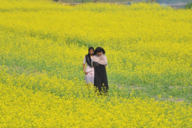 (251124) -- ASSAM, Nov. 24, 2025 (Xinhua) -- Women walk through a blooming mustard field at Mayong village in Morigaon district of India's northeastern state of Assam, Nov. 23, 2025. (Str/Xinhua)