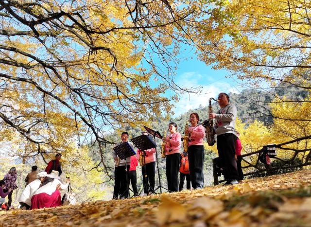 (251124) -- YONGZHOU, Nov. 24, 2025 (Xinhua) -- People play the saxophones under ginkgo trees in Tongziao Village, Shuangpai County, Yongzhou City, central China's Hunan Province, Nov. 23, 2025. More than 3,000 ginkgo trees here have gradually turned golden, attracting a lot of tourists. (Xinhua/Zhao Zhongzhi)