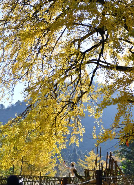 (251124) -- YONGZHOU, Nov. 24, 2025 (Xinhua) -- A visitor takes a selfie under a ginkgo tree in Tongziao Village, Shuangpai County, Yongzhou City, central China's Hunan Province, Nov. 23, 2025. More than 3,000 ginkgo trees here have gradually turned golden, attracting a lot of tourists. (Xinhua/Zhao Zhongzhi)