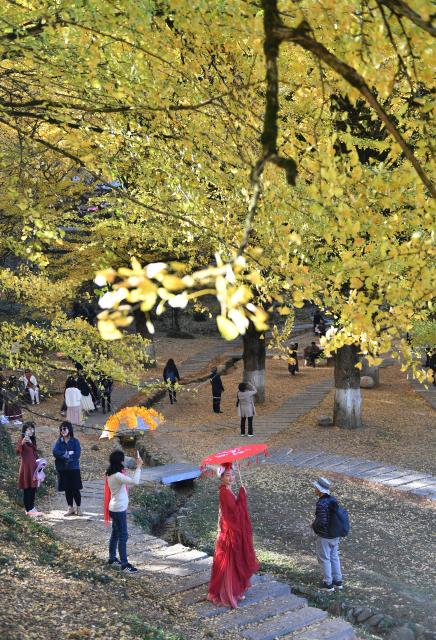 (251124) -- YONGZHOU, Nov. 24, 2025 (Xinhua) -- People enjoy their leisure time under ginkgo trees in Tongziao Village, Shuangpai County, Yongzhou City, central China's Hunan Province, Nov. 23, 2025. More than 3,000 ginkgo trees here have gradually turned golden, attracting a lot of tourists. (Xinhua/Zhao Zhongzhi)