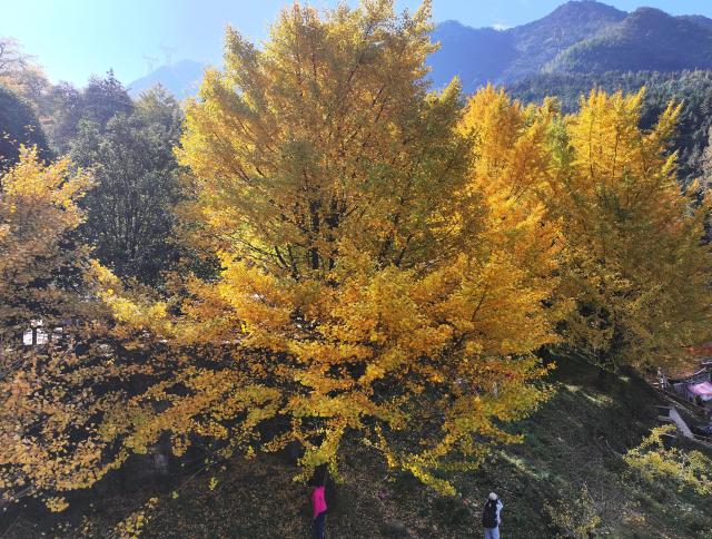 (251124) -- YONGZHOU, Nov. 24, 2025 (Xinhua) -- An aerial drone photo taken on Nov. 23, 2025 shows people visiting a ginkgo forest in Tongziao Village, Shuangpai County, Yongzhou City, central China's Hunan Province. More than 3,000 ginkgo trees here have gradually turned golden, attracting a lot of tourists. (Xinhua/Zhao Zhongzhi)