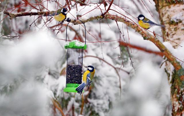 (251124) -- MINSK, Nov. 24, 2025 (Xinhua) -- A bird takes food from a bird-feeder in Minsk, Belarus, Nov. 24, 2025. Belarus experienced its first snowfall since the beginning of this winter on Monday. (Photo by Henadz Zhinkov/Xinhua)