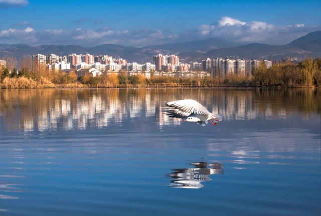 (251124) -- CHENGDU, Nov. 24, 2025 (Xinhua) -- A bird flies over the water at Qionghai National Wetland Park in Xichang City, southwest China's Sichuan Province, on Nov. 17, 2025. TO GO WITH "Once-degraded SW China lake sees record bird diversity after ecological boost" (Xinhua)