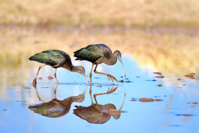 (251124) -- CHENGDU, Nov. 24, 2025 (Xinhua) -- Glossy ibises are pictured at Qionghai National Wetland Park in Xichang City, southwest China's Sichuan Province, on Nov. 11, 2025. TO GO WITH "Once-degraded SW China lake sees record bird diversity after ecological boost" (Xinhua)