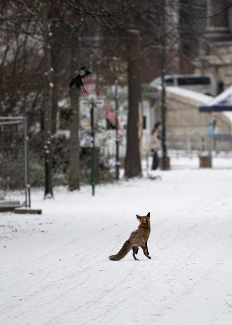 (251124) -- BERLIN, Nov. 24, 2025 (Xinhua) -- A fox and a hooded crow are pictured at the Tiergarten Park in Berlin, Germany, Nov. 24, 2025. Berlin saw its first snowfall of the winter season on Monday. (Xinhua/Zhang Haofu)