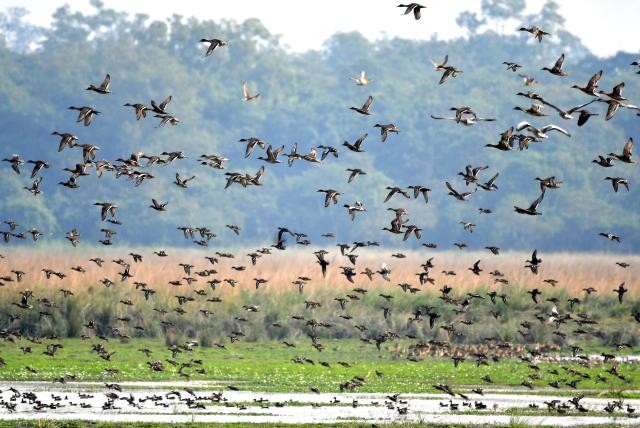 (251124) -- MORIGAON(INDIA), Nov. 24, 2025 (Xinhua) -- Migratory birds are seen flying at the Pobitora Wildlife Sanctuary in Morigaon district of India's northeastern state of Assam, Nov. 24, 2025. (Str/Xinhua)