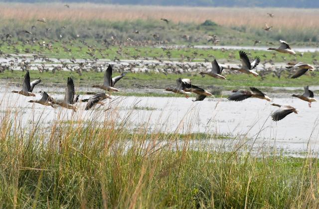 (251124) -- MORIGAON(INDIA), Nov. 24, 2025 (Xinhua) -- Migratory birds are seen flying at the Pobitora Wildlife Sanctuary in Morigaon district of India's northeastern state of Assam, Nov. 24, 2025. (Str/Xinhua)