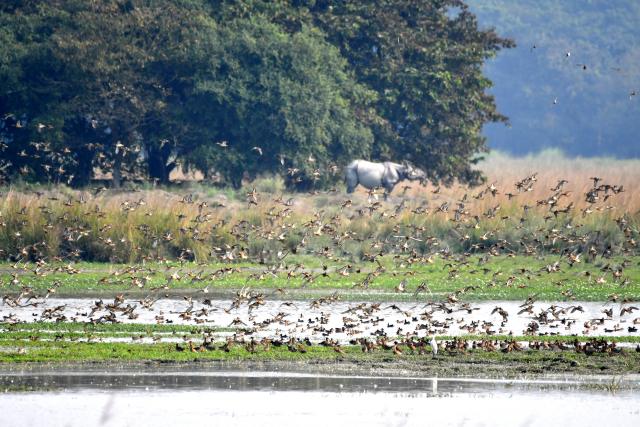 (251124) -- MORIGAON(INDIA), Nov. 24, 2025 (Xinhua) -- Migratory birds are seen flying at the Pobitora Wildlife Sanctuary in Morigaon district of India's northeastern state of Assam, Nov. 24, 2025. (Str/Xinhua)