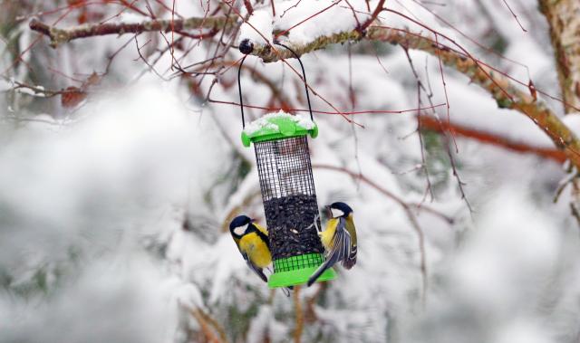 (251125) -- BEIJING, Nov. 25, 2025 (Xinhua) -- Two birds take food from a bird-feeder in Minsk, Belarus, Nov. 24, 2025. Belarus experienced its first snowfall since the beginning of this winter on Monday. (Photo by Henadz Zhinkov/Xinhua)