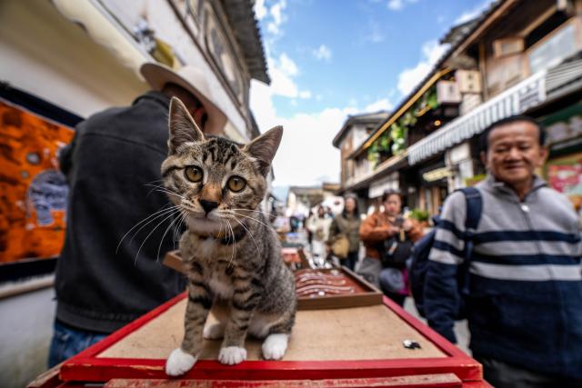 (251125) -- DALI, Nov. 25, 2025 (Xinhua) -- A cat is pictured in Xizhou old town of Dali City, southwest China's Yunnan Province, Nov. 24, 2025. (Xinhua/Hu Chao)