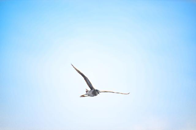 (251125) -- SOUTH CHINA SEA, Nov. 25, 2025 (Xinhua) -- A seabird flies over the South China Sea on Nov. 10, 2025. (Xinhua/Xing Tuo)