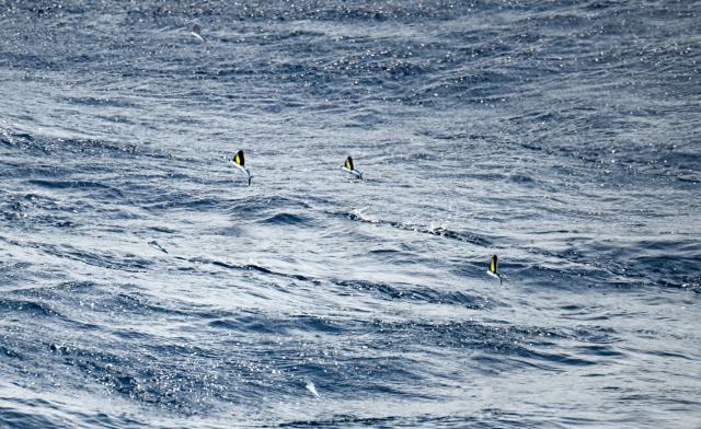 (251125) -- SOUTH CHINA SEA, Nov. 25, 2025 (Xinhua) -- An aerial drone photo taken on Nov. 10, 2025 shows flying fish at China's Huangyan Dao national nature reserve in the South China Sea. (Xinhua/Bei He)