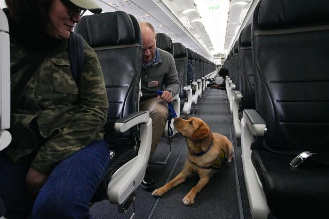 (251126) -- RICHMOND, Nov. 26, 2025 (Xinhua) -- A service dog rests in the aisle of a plane at Vancouver International Airport during a training exercise in Richmond, British Columbia, Canada, Nov. 25, 2025. A service dog training program was held here on Tuesday. The training familiarized service dogs with airport environments so they could confidently assist people with disabilities during travel, helping reduce stress and address unexpected challenges for future handlers. (Photo by Liang Sen/Xinhua)