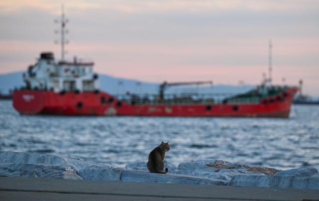 (251126) -- BEIJING, Nov. 26, 2025 (Xinhua) -- A cat rests along the Marmara Sea coast, with a ship moored on the water nearby, in Istanbul, Türkiye, Nov. 25, 2025. The Marmara Sea is an inland sea connecting the Black Sea and the Aegean Sea via the Bosphorus and Dardanelles straits. (Xinhua/Liu Lei)