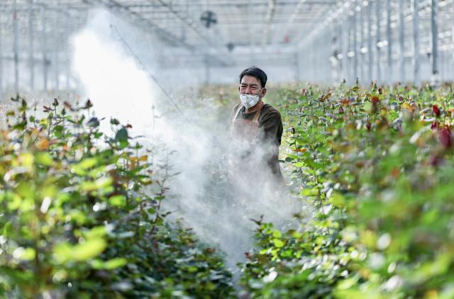 (251126) -- YINCHUAN, Nov. 26, 2025 (Xinhua) -- A worker waters flowers at a high-tech smart agriculture demonstration park in Xingqing District of Yinchuan, northwest China's Ningxia Hui Autonomous Region, Nov. 25, 2025. In recent years, Xingqing District in Yinchuan has leveraged its abundant sunshine to develop the floriculture industry. The flower production here has been boosted during winter by establishing agriculture demonstration parks. 
  Currently, the district has more than 7,000 mu (about 467 hectares) area under flower cultivation, generating an annual output value of 160 million yuan (about 22.6 million U.S. dollars). The floriculture industry has created jobs for more than 4,000 local farmers. (Xinhua/Yang Zhisen)