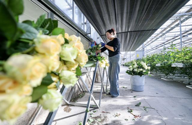 (251126) -- YINCHUAN, Nov. 26, 2025 (Xinhua) -- A worker selects roses at a high-tech smart agriculture demonstration park in Xingqing District of Yinchuan, northwest China's Ningxia Hui Autonomous Region, Nov. 25, 2025. In recent years, Xingqing District in Yinchuan has leveraged its abundant sunshine to develop the floriculture industry. The flower production here has been boosted during winter by establishing agriculture demonstration parks. 
  Currently, the district has more than 7,000 mu (about 467 hectares) area under flower cultivation, generating an annual output value of 160 million yuan (about 22.6 million U.S. dollars). The floriculture industry has created jobs for more than 4,000 local farmers. (Xinhua/Yang Zhisen)