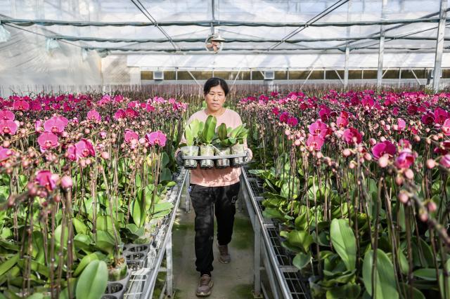 (251126) -- YINCHUAN, Nov. 26, 2025 (Xinhua) -- A worker moves potted flowers at a high-tech smart agriculture demonstration park in Xingqing District of Yinchuan, northwest China's Ningxia Hui Autonomous Region, Nov. 25, 2025. In recent years, Xingqing District in Yinchuan has leveraged its abundant sunshine to develop the floriculture industry. The flower production here has been boosted during winter by establishing agriculture demonstration parks. 
  Currently, the district has more than 7,000 mu (about 467 hectares) area under flower cultivation, generating an annual output value of 160 million yuan (about 22.6 million U.S. dollars). The floriculture industry has created jobs for more than 4,000 local farmers. (Xinhua/Yang Zhisen)