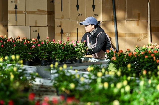 (251126) -- YINCHUAN, Nov. 26, 2025 (Xinhua) -- A worker selects potted flowers at a high-tech smart agriculture demonstration park in Xingqing District of Yinchuan, northwest China's Ningxia Hui Autonomous Region, Nov. 25, 2025. In recent years, Xingqing District in Yinchuan has leveraged its abundant sunshine to develop the floriculture industry. The flower production here has been boosted during winter by establishing agriculture demonstration parks. 
  Currently, the district has more than 7,000 mu (about 467 hectares) area under flower cultivation, generating an annual output value of 160 million yuan (about 22.6 million U.S. dollars). The floriculture industry has created jobs for more than 4,000 local farmers. (Xinhua/Yang Zhisen)