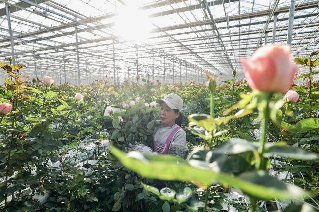 (251126) -- YINCHUAN, Nov. 26, 2025 (Xinhua) -- A worker picks roses at a high-tech smart agriculture demonstration park in Xingqing District of Yinchuan, northwest China's Ningxia Hui Autonomous Region, Nov. 25, 2025. In recent years, Xingqing District in Yinchuan has leveraged its abundant sunshine to develop the floriculture industry. The flower production here has been boosted during winter by establishing agriculture demonstration parks. 
  Currently, the district has more than 7,000 mu (about 467 hectares) area under flower cultivation, generating an annual output value of 160 million yuan (about 22.6 million U.S. dollars). The floriculture industry has created jobs for more than 4,000 local farmers. (Xinhua/Yang Zhisen)