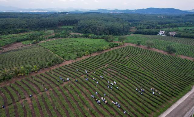 (251126) -- BAISHA, Nov. 26, 2025 (Xinhua) -- An aerial drone photo shows students try their hands picking tea leaves at a tea garden in Baisha Li Autonomous County, south China's Hainan Province, Nov. 20, 2025. In recent years, Baisha Li Autonomous County has been deeply tapping into the potential of namely rubber, tea and oil-tea camellia, three of its signature industrial crops, to boost local economy. Reports show that the planting area of the these crops in Baisha reached 1.1605 million mu (about 77,367 hectares) by 2014, with an output value of approximately 2 billion yuan (282.5 million U.S. dollars). (Xinhua/Yang Guanyu)
