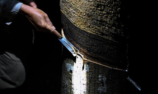 (251126) -- BAISHA, Nov. 26, 2025 (Xinhua) -- A farmer taps a rubber tree at Xingaofeng Village of Baisha Li Autonomous County, south China's Hainan Province, Nov. 19, 2025. In recent years, Baisha Li Autonomous County has been deeply tapping into the potential of namely rubber, tea and oil-tea camellia, three of its signature industrial crops, to boost local economy. Reports show that the planting area of the these crops in Baisha reached 1.1605 million mu (about 77,367 hectares) by 2014, with an output value of approximately 2 billion yuan (282.5 million U.S. dollars). (Xinhua/Yang Guanyu)