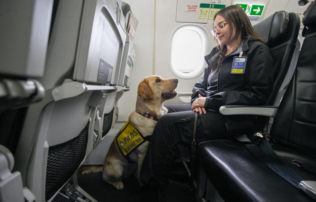 (251127) -- BEIJING, Nov. 27, 2025 (Xinhua) -- A service dog sits in front of its trainer aboard a plane at Vancouver International Airport during a training exercise in Richmond, British Columbia, Canada, Nov. 25, 2025. A service dog training program was held here on Tuesday. The training familiarized service dogs with airport environments so they could confidently assist people with disabilities during travel, helping reduce stress and address unexpected challenges for future handlers. (Photo by Liang Sen/Xinhua)