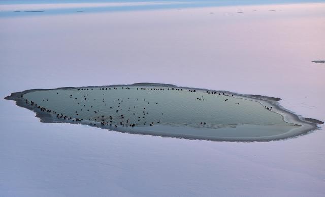 (251128) -- HARBIN, Nov. 28, 2025 (Xinhua) -- An aerial drone photo taken on Nov. 27, 2025 shows mallards resting on the Harbin section of Songhua River in northeast China's Heilongjiang Province. (Photo by Zhang Shu/Xinhua)