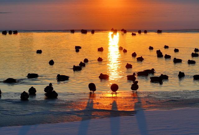 (251128) -- HARBIN, Nov. 28, 2025 (Xinhua) -- A drone photo taken on Nov. 27, 2025 shows mallards resting on the Harbin section of Songhua River in northeast China's Heilongjiang Province. (Photo by Zhang Shu/Xinhua)