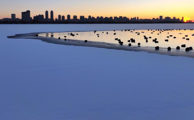 (251128) -- HARBIN, Nov. 28, 2025 (Xinhua) -- A drone photo taken on Nov. 27, 2025 shows mallards resting on the Harbin section of Songhua River in northeast China's Heilongjiang Province. (Photo by Zhang Shu/Xinhua)