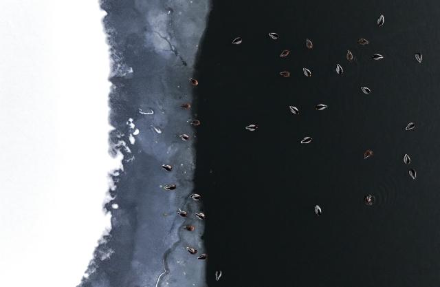 (251128) -- HARBIN, Nov. 28, 2025 (Xinhua) -- An aerial drone photo taken on Nov. 27, 2025 shows mallards resting on the Harbin section of Songhua River in northeast China's Heilongjiang Province. (Photo by Zhang Shu/Xinhua)