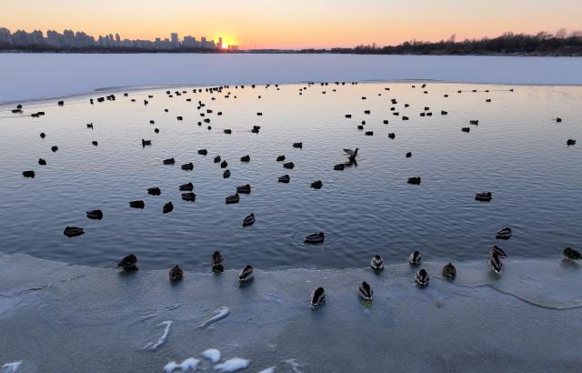 (251128) -- HARBIN, Nov. 28, 2025 (Xinhua) -- A drone photo taken on Nov. 27, 2025 shows mallards resting on the Harbin section of Songhua River in northeast China's Heilongjiang Province. (Photo by Zhang Shu/Xinhua)