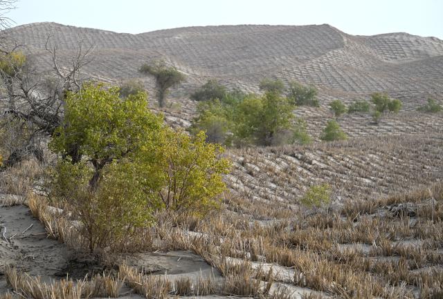 (251128) -- URUMQI, Nov. 28, 2025 (Xinhua) -- An aerial drone photo taken on Sept. 19, 2025 shows wild populus euphratica and grass checkerboards in Yuli County, Mongolian Autonomous Prefecture of Bayingolin, northwest China's Xinjiang Uygur Autonomous Region. (Xinhua/Wang Fei)