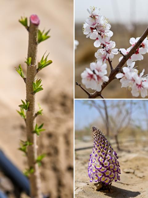 (251128) -- URUMQI, Nov. 28, 2025 (Xinhua) -- This combo photo shows a rose seedling (L) and cistanche (lower R) at sand-control model zones of Yutian County, Hotan Prefecture on April 8, 2025, and apricot blossoms in Baicheng County, Aksu Prefecture on April 12, 2025 (upper R) in northwest China's Xinjiang Uygur Autonomous Region. (Xinhua/Ding Lei)