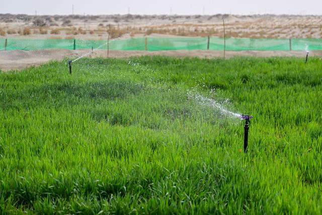 (251128) -- URUMQI, Nov. 28, 2025 (Xinhua) -- This photo taken on April 13, 2025 shows a wheat field irrigated by desalinated water in Shaya County, Aksu Prefecture, northwest China's Xinjiang Uygur Autonomous Region. (Xinhua/Ding Lei)