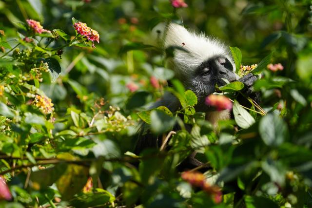 (251129) -- BEIJING, Nov. 29, 2025 (Xinhua) -- A white-headed langur eats at a national nature reserve in Luobai Town of Jiangzhou District, Chongzuo City, south China's Guangxi Zhuang Autonomous Region, Nov. 27, 2025. (Xinhua/Zhang Feng)