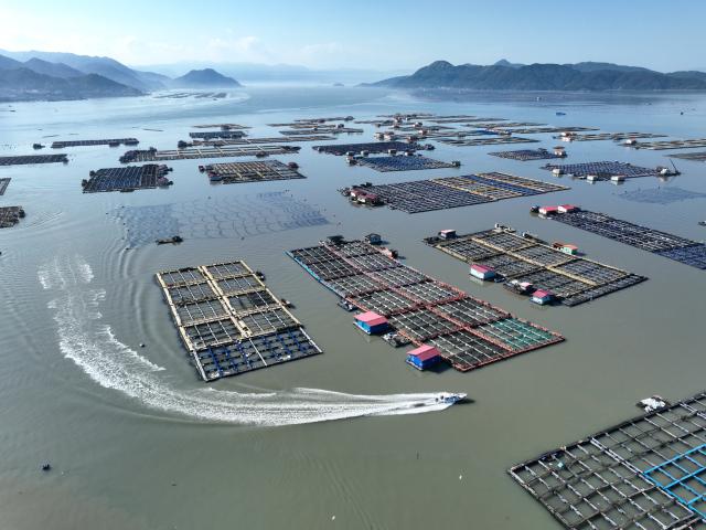 (251130) -- XIAPU, Nov. 30, 2025 (Xinhua) -- An aerial drone photo shows a fishing boat sailing in a breeding area of large yellow croaker in Ningde City, southeast China's Fujian Province, Dec. 2, 2024.
  The ninth Ningde (Xiapu) large yellow croaker industry innovation and development conference kicked off here on Saturday, focusing on the breeding, farming, processing and sales of large yellow croakers.
  Last year, the total production of large yellow croakers in Ningde City reached 214,900 tonnes, exported to more than 60 countries and regions. The output value of the whole industrial chain exceeded 20 billion yuan (about 2.83 billion U.S. dollars) in the same year. (Xinhua/Jiang Kehong)