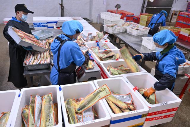 (251130) -- XIAPU, Nov. 30, 2025 (Xinhua) -- Workers of an aquatic product company process large yellow croakers in Xiapu County, southeast China's Fujian Province, Nov. 28, 2025.
  The ninth Ningde (Xiapu) large yellow croaker industry innovation and development conference kicked off here on Saturday, focusing on the breeding, farming, processing and sales of large yellow croakers.
  Last year, the total production of large yellow croakers in Ningde City reached 214,900 tonnes, exported to more than 60 countries and regions. The output value of the whole industrial chain exceeded 20 billion yuan (about 2.83 billion U.S. dollars) in the same year. (Xinhua/Jiang Kehong)