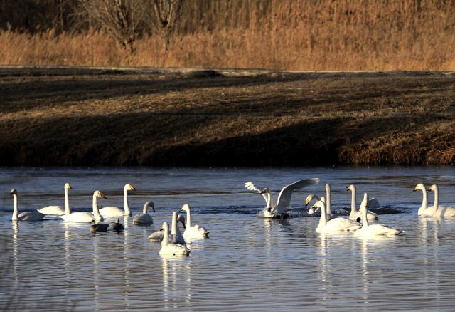 (251130) -- BEIJING, Nov. 30, 2025 (Xinhua) -- Swans are pictured at the Zhangye National Wetland Park in Zhangye City, northwest China's Gansu Province, on Nov. 29, 2025. (Photo by Chen Li/Xinhua)