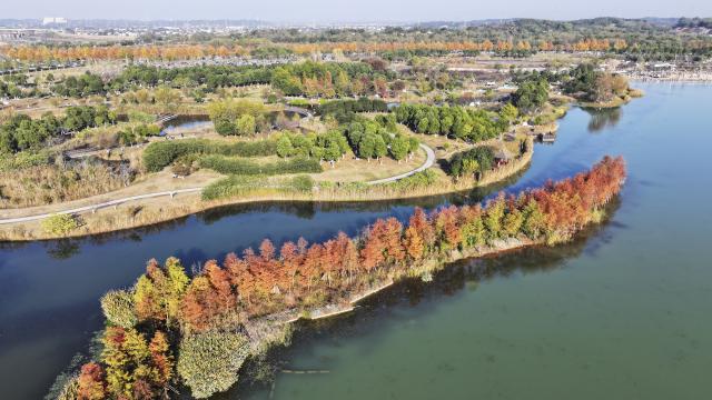 (251130) -- CHANGSHA, Nov. 30, 2025 (Xinhua) -- An aerial drone photo taken on Nov. 30, 2025 shows a scenery of the Hunan Songya Lake National Wetland Park in Changsha, central China's Hunan Province. (Xinhua/Chen Zhenhai)