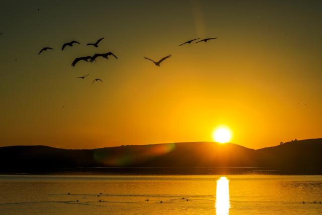 (251130) -- ZHAOTONG, Nov. 30, 2025 (Xinhua) -- Black-necked cranes fly over a wetland of the Yunnan Dashanbao National Nature Reserve for Black-necked Cranes in Zhaotong City, southwest China's Yunnan Province, on Nov. 30, 2025. Yunnan Dashanbao National Nature Reserve for Black-necked Cranes is a significant wintering habitat and transfer station for migratory black-necked cranes on the Yunnan-Guizhou Plateau. At present, more than a thousand black-necked cranes have flown to the nature reserve to winter here. (Photo by Wang Changyu/Xinhua)