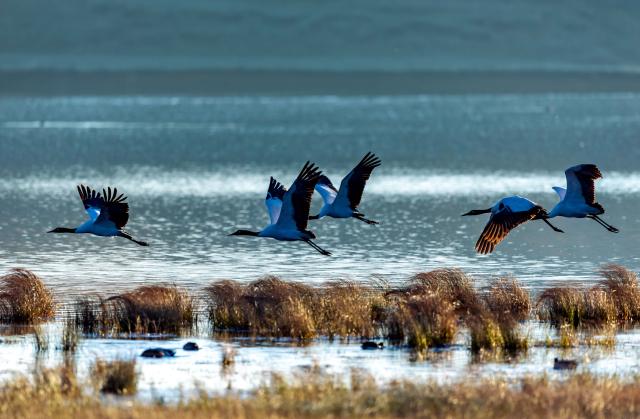 (251130) -- ZHAOTONG, Nov. 30, 2025 (Xinhua) -- Black-necked cranes fly over a wetland of the Yunnan Dashanbao National Nature Reserve for Black-necked Cranes in Zhaotong City, southwest China's Yunnan Province, on Nov. 30, 2025. Yunnan Dashanbao National Nature Reserve for Black-necked Cranes is a significant wintering habitat and transfer station for migratory black-necked cranes on the Yunnan-Guizhou Plateau. At present, more than a thousand black-necked cranes have flown to the nature reserve to winter here. (Photo by Fan Hui/Xinhua)
