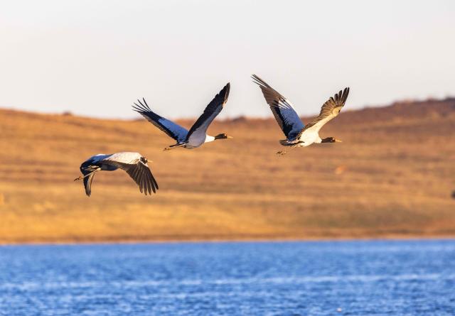 (251130) -- ZHAOTONG, Nov. 30, 2025 (Xinhua) -- Black-necked cranes fly over a wetland of the Yunnan Dashanbao National Nature Reserve for Black-necked Cranes in Zhaotong City, southwest China's Yunnan Province, on Nov. 29, 2025. Yunnan Dashanbao National Nature Reserve for Black-necked Cranes is a significant wintering habitat and transfer station for migratory black-necked cranes on the Yunnan-Guizhou Plateau. At present, more than a thousand black-necked cranes have flown to the nature reserve to winter here. (Photo by Chen Xi/Xinhua)